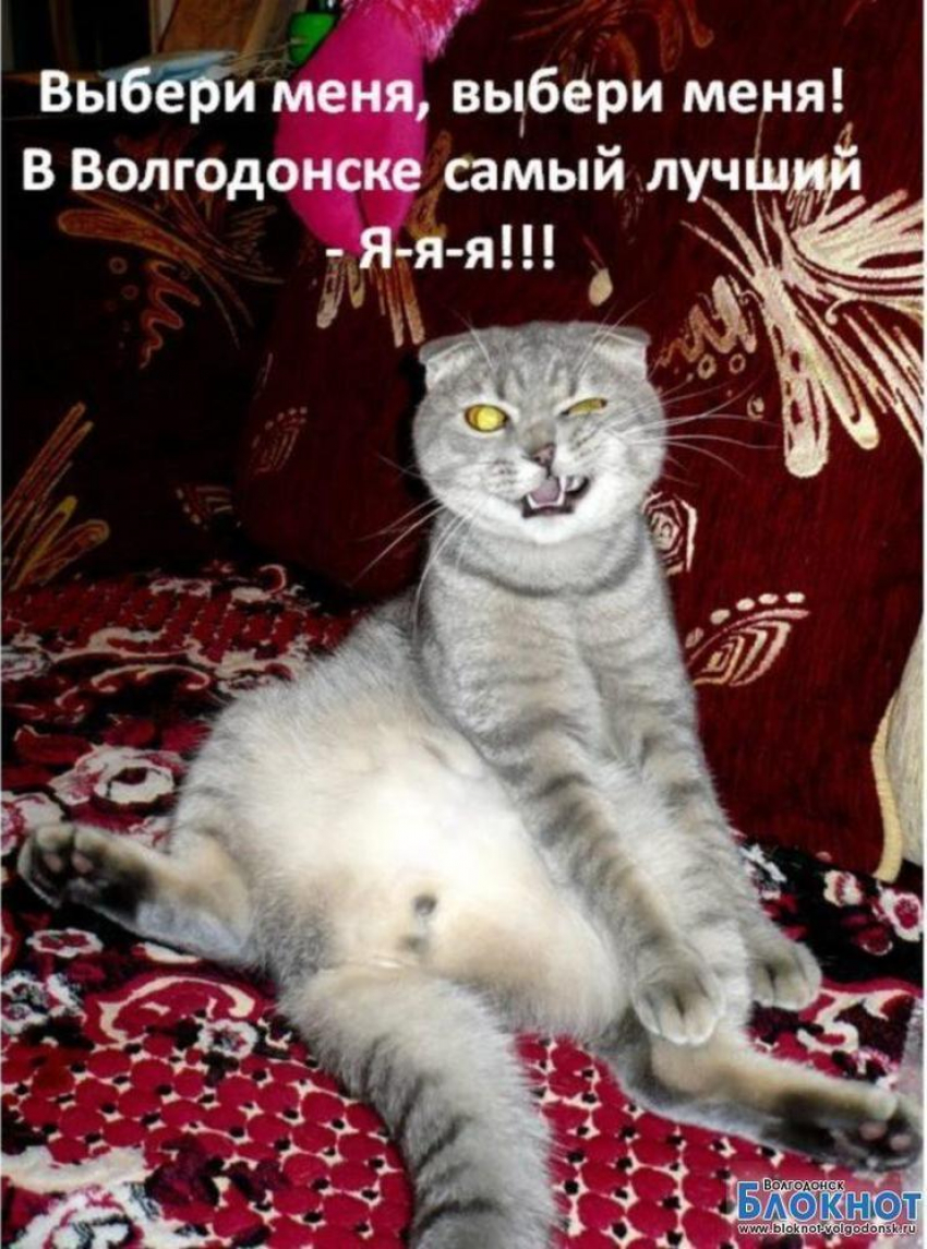Шел — двадцать шестой участник конкурса «Самый красивый кот Волгодонска»
