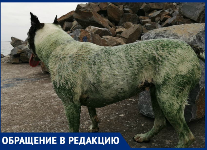 После купания в Цимлянском водохранилище собака стала зеленого цвета 