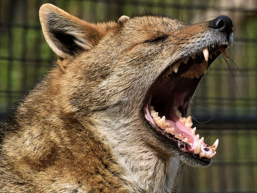 Стая шакалов зашла в Волгодонск на дачи и базы отдыха: чем это грозит людям