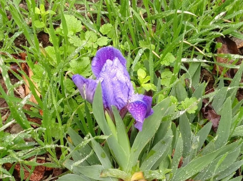 За две недели до начала зимы в степях под Волгодонском зацвел редкий ирис