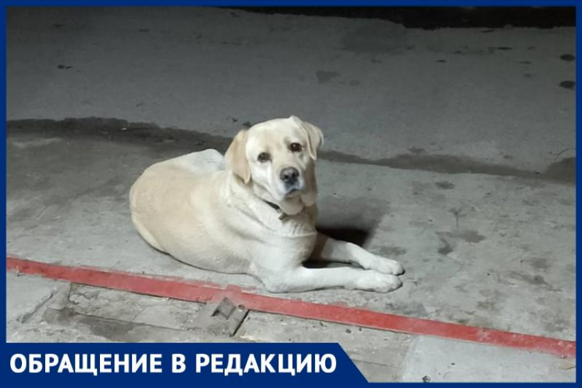 «Кто потерял лабрадора?: жители Волгодонска ищут хозяина породистого пса