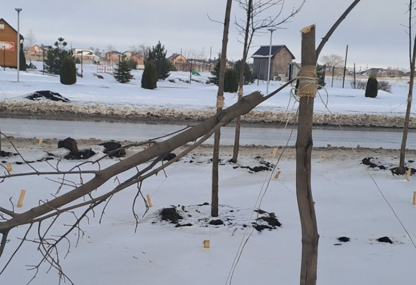 «Молодой мужчина с пилой, никого не боялся»: очевидцы об уничтожении кленовой аллеи на проспекте Мира 