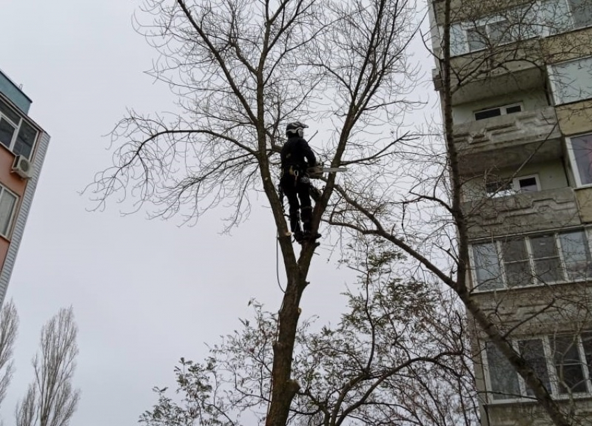 Встретить зиму в чистоте и безопасности: в управляющих компаниях «Уют» стартовал сезон по валке деревьев