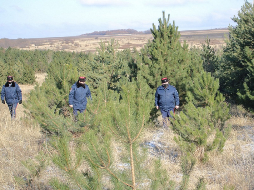 Волгодонцев предупредили о штрафах за рубку елок и сосен