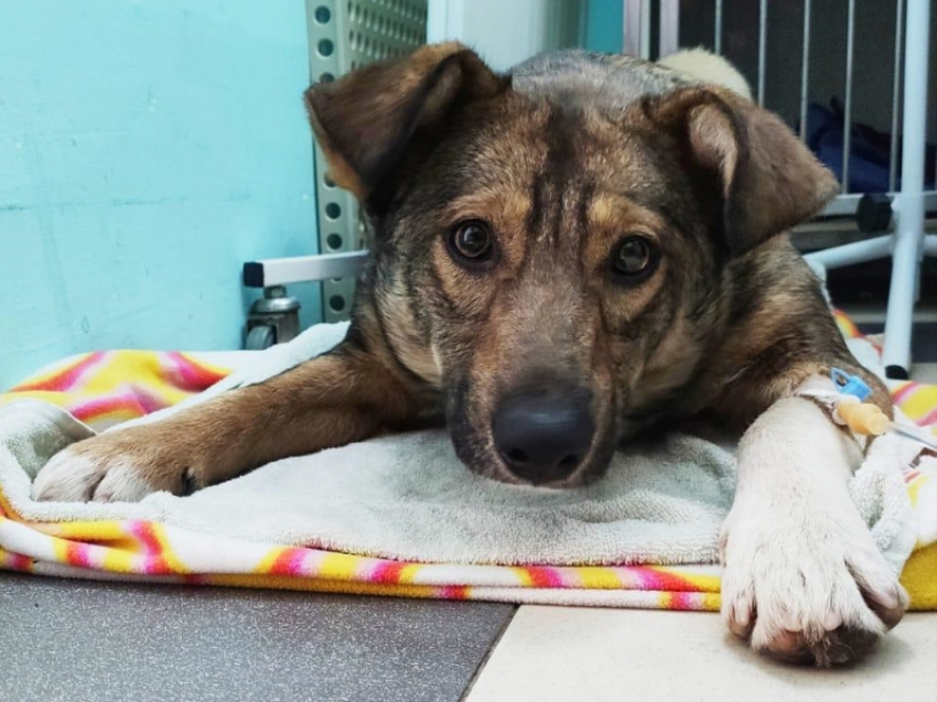 После массовой травли бездомных животных волгодонцы чудом спасли собаку