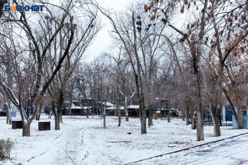 В Волгодонске запасли более миллиона рублей на превентивную обрезку деревьев вдоль дорог 