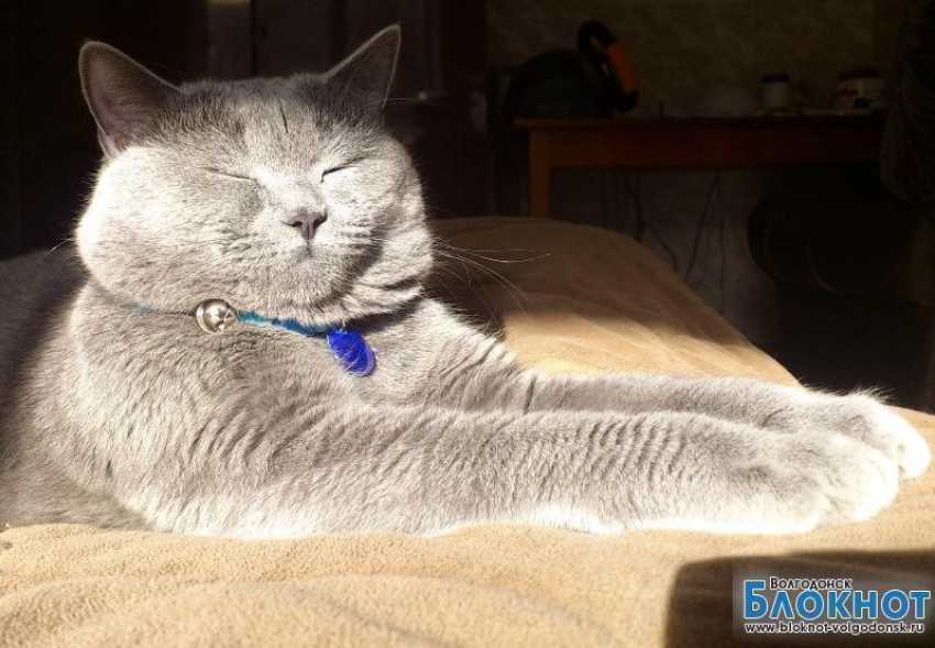 Принц – 82-й участник конкурса «Самый красивый кот Волгодонска»