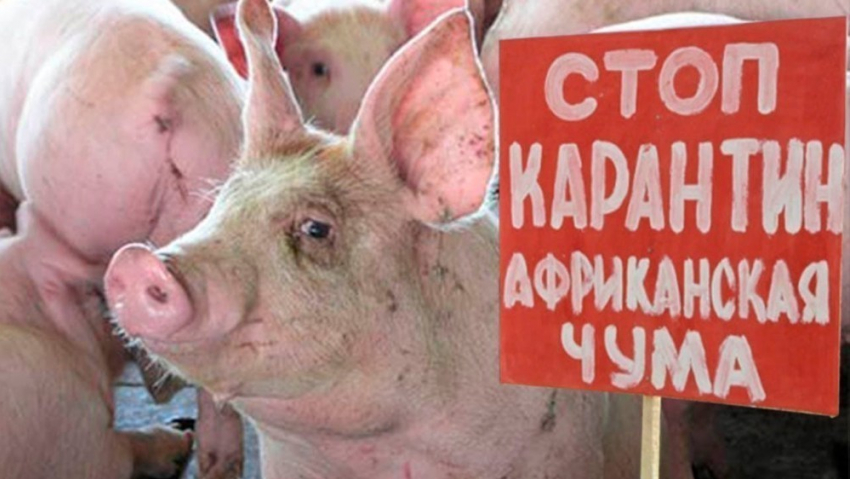 Очаг чумы свиней обнаружен в 150 километрах от Волгодонска 
