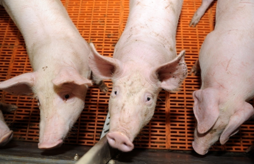 Свиней пытались вывезти из зоны карантина по африканской чуме в Морозовске  