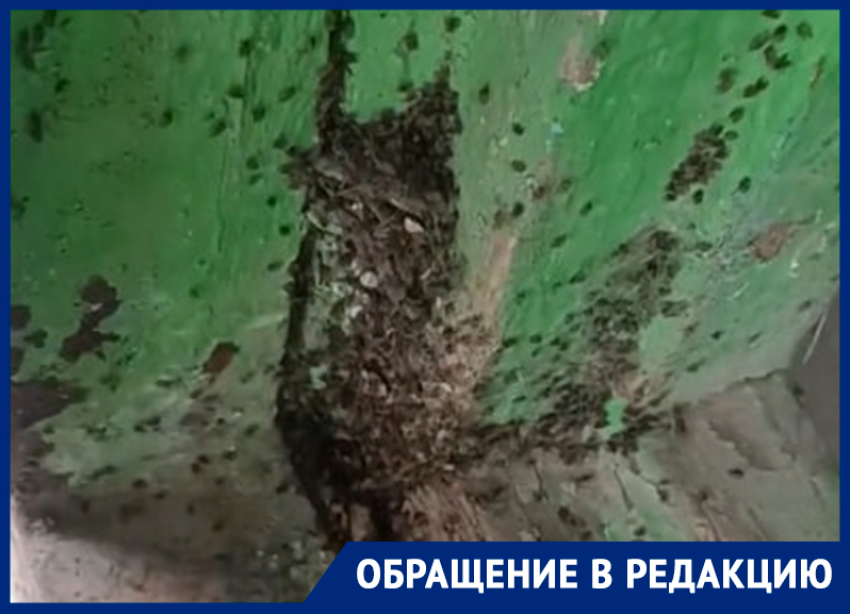 Особо злые мошки оккупировали жилой дом на улице 30 лет Победы