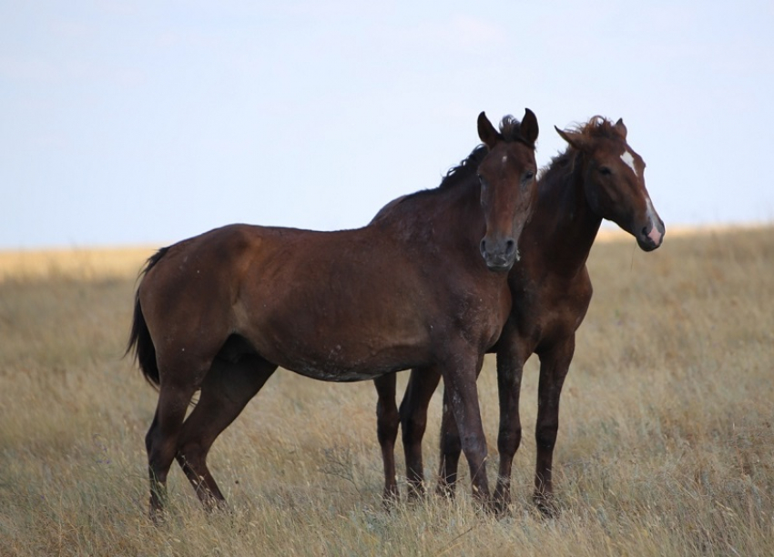 Как у Шаляпина: юный жеребец стал любовником зрелой кобылы в заповеднике в Ростовской области