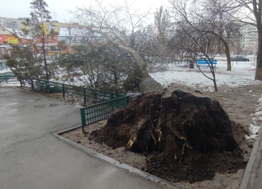  Мужчин с пилами и топорами ждут на общегородском субботнике в Волгодонске 