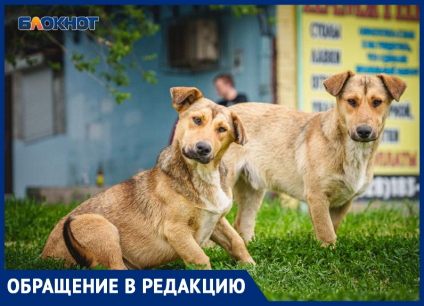 «Пора изгнать собачников из школ и с детских площадок»: молодой отец из Волгодонска
