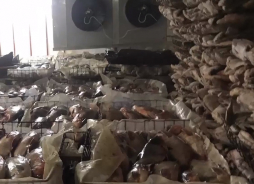 Почти 1,5 тонны карася «доставили» из Цимлянского района в Волгодонск за две минуты: Россельхознадзор начал проверку