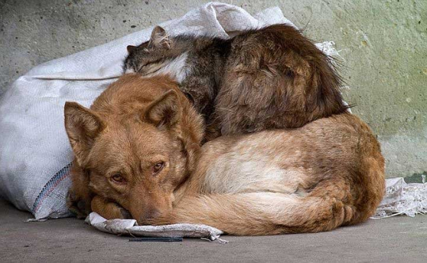 Волгодонцы могут помочь бездомным животным на благотворительной акции 