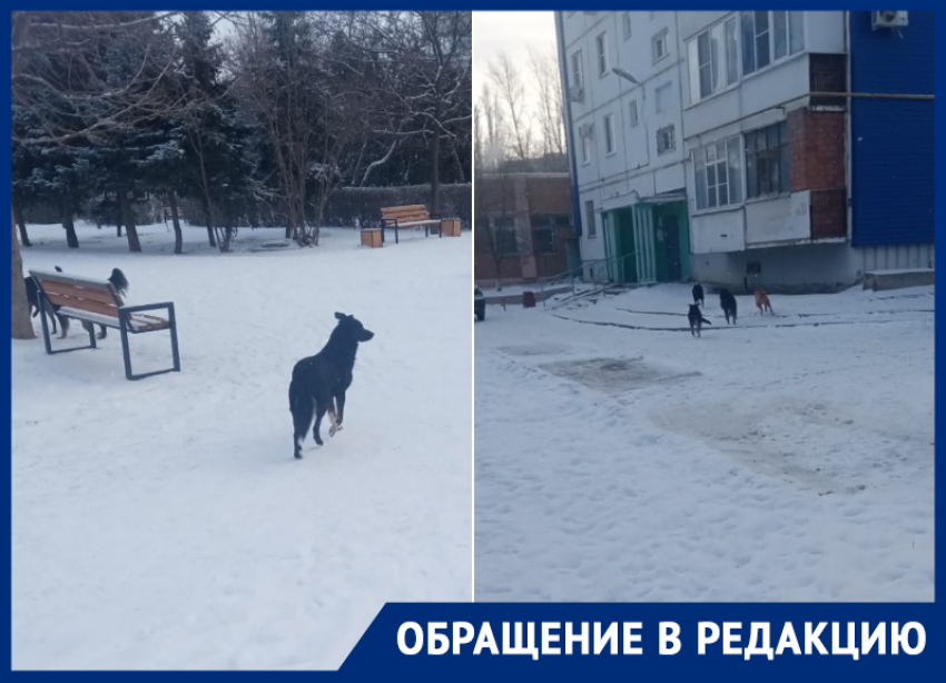 «Собаки кинулись на меня и моего ребенка»: волгодончанка