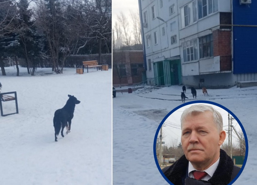 Вывезти бездомных собак из центра Волгодонска на окраину предложил глава администрации