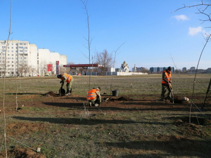 За год в Волгодонске высадили 10 тысяч деревьев