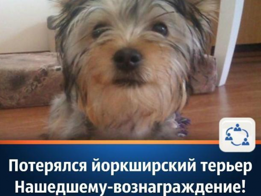 Йоркширский терьер пропал в Волгодонске
