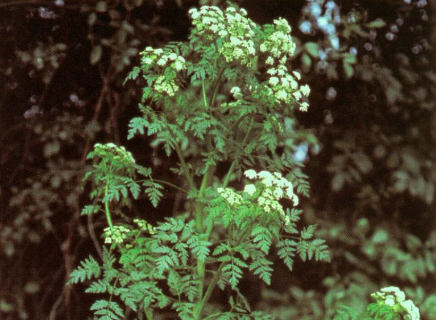 Безжалостный «убийца Сократа» скоро расцветет в Волгодонске