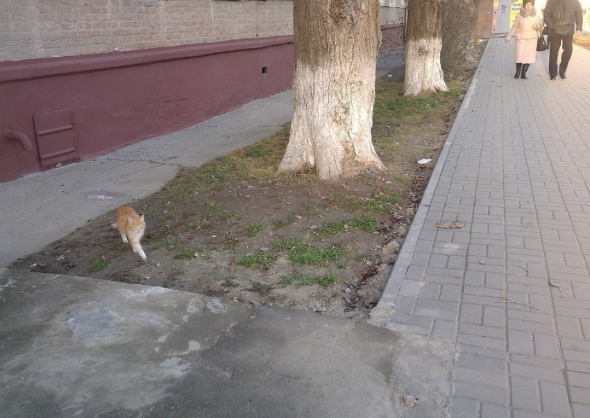 В Волгодонске из-за нового тротуара на «улице равных возможностей» две пятиэтажки оказались в «болоте»