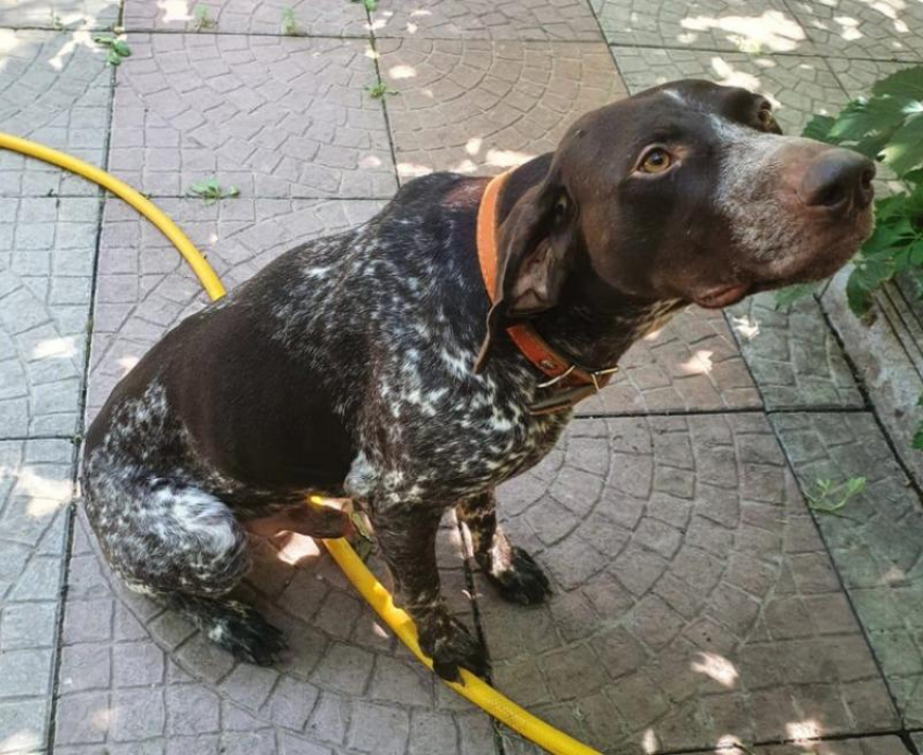 Пропала собака: любимца семьи разыскивают в Волгодонске