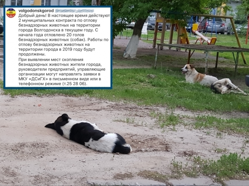 Администрация Волгодонска прокомментировала ситуацию с отловом бездомных животных