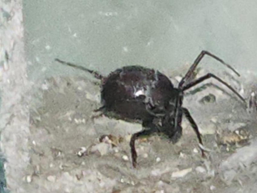 Гигантского ядовитого паука каракурта обнаружили волгодонцы в своем доме 