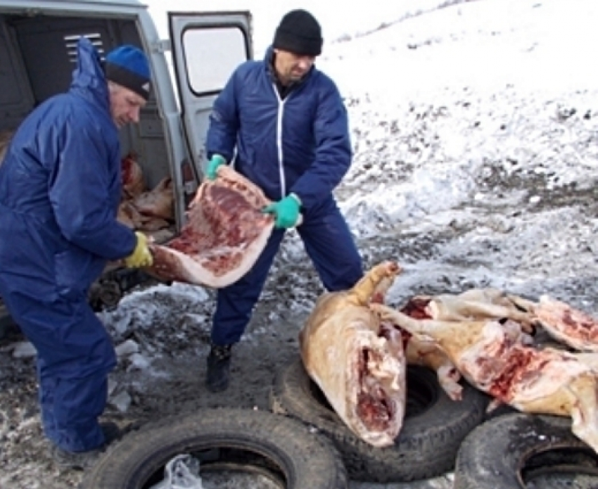 С рынков Волгодонска изъяли и уничтожили 264 килограмма «больного» мяса