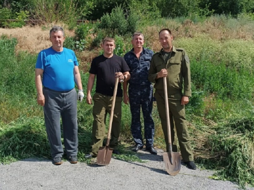 Дикий конопляник обнаружили на окраине Цимлянска