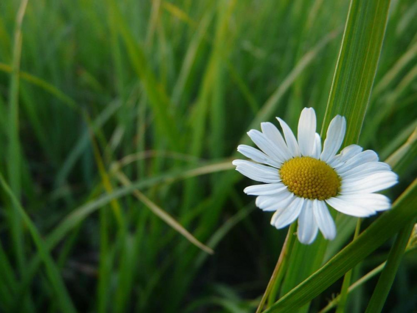 Волгодонцы приняли участие в «зеленых» выборах - символом Ростовской области стала ромашка
