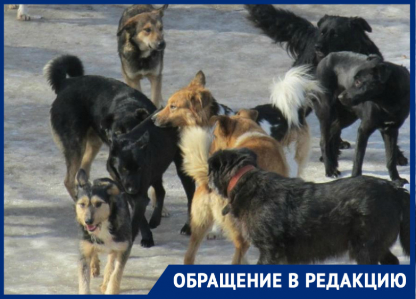 Свора бездомных собак безжалостно разорвали кошку в старой части Волгодонска 