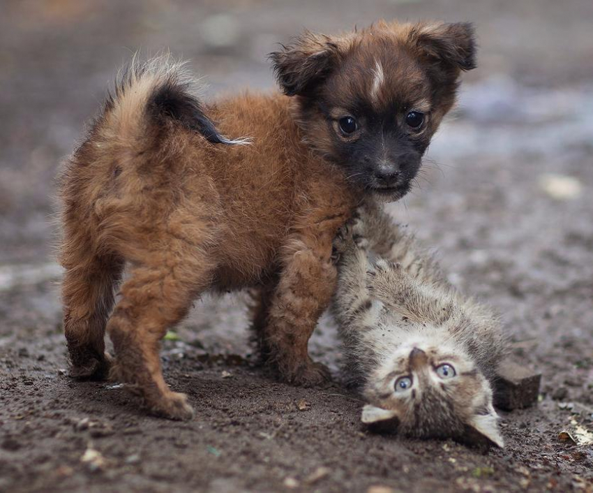 Бездомным животным попытаются найти хозяев в рамках акции «Делай Добро» на Комсомольской площади