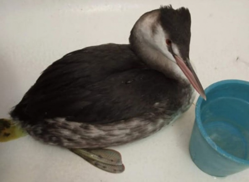 Замерзшую в сугробе у администрации чомгу спасла жительница Волгодонска