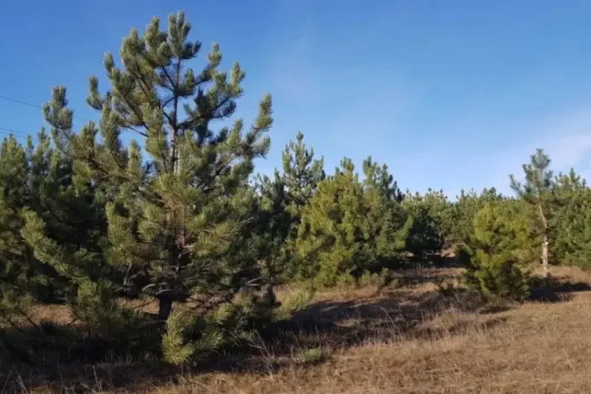 В Волгодонске особо настойчивым браконьерам-лесорубам может грозить срок лишения свободы