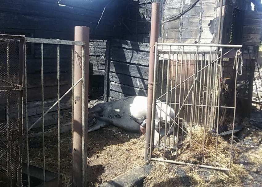 В Волгодонске во время пожара заживо сгорел конь − читатель «Блокнота»