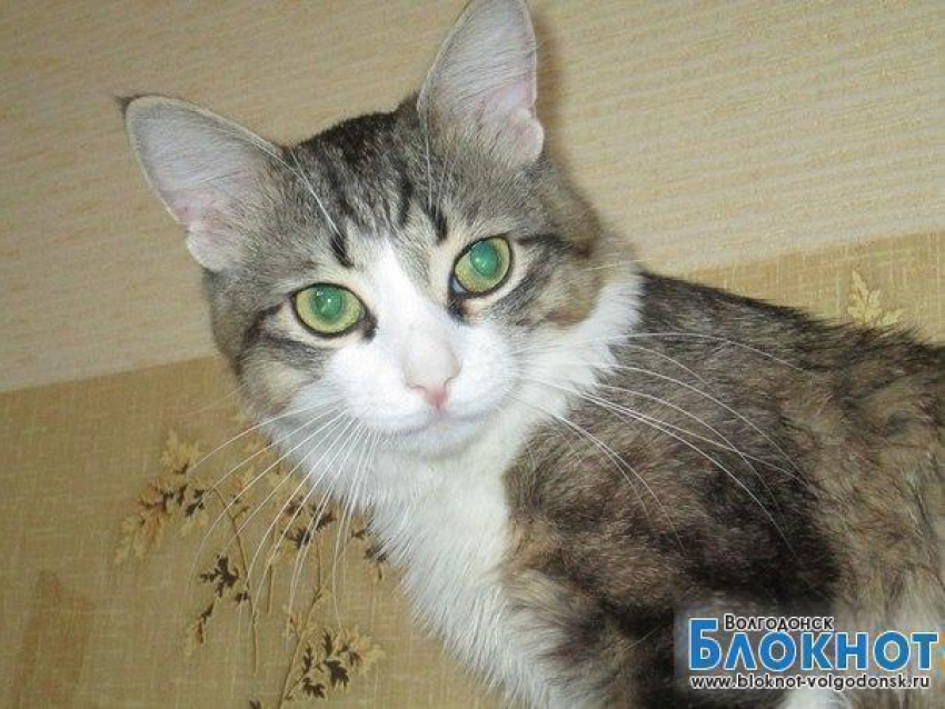 Пусян - 65-й участник конкурса «Самый красивый кот Волгодонска»