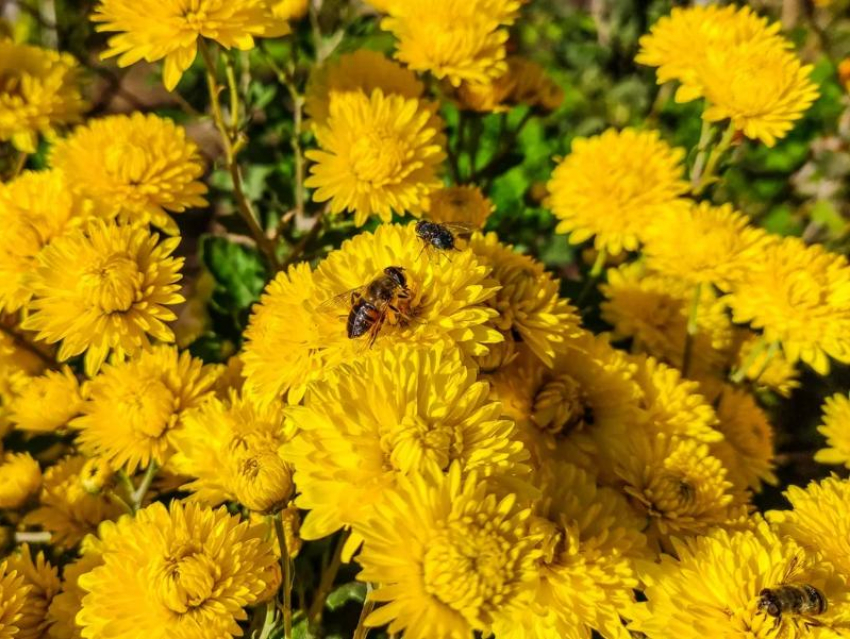 Первый день лета будет жарким и практически безветренным в Волгодонске 
