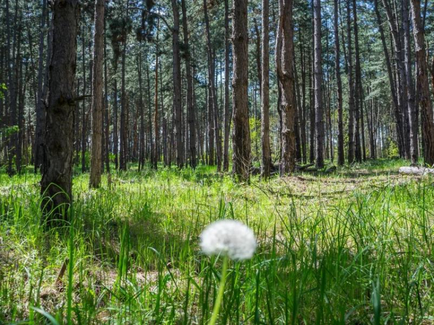 Сильный ветер ожидается в предпоследний день июня в Волгодонске 