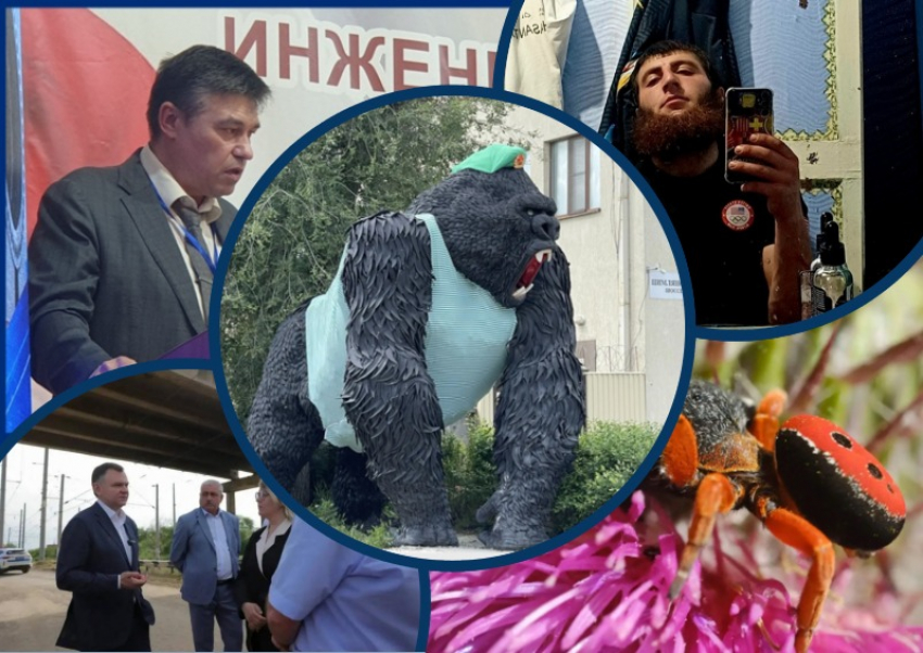 Переодетая горилла, Юрий Слюсарь в Орловском районе и главная угроза Ростовской АЭС: главные новости недели