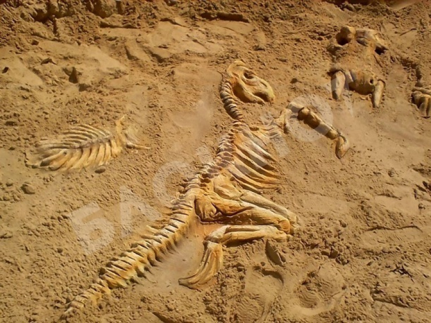 На пляже в станице Романовской появились скелеты динозавров