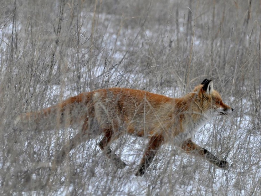 Кабанов и лисиц стало меньше: в Цимлянском районе провели перепись диких животных