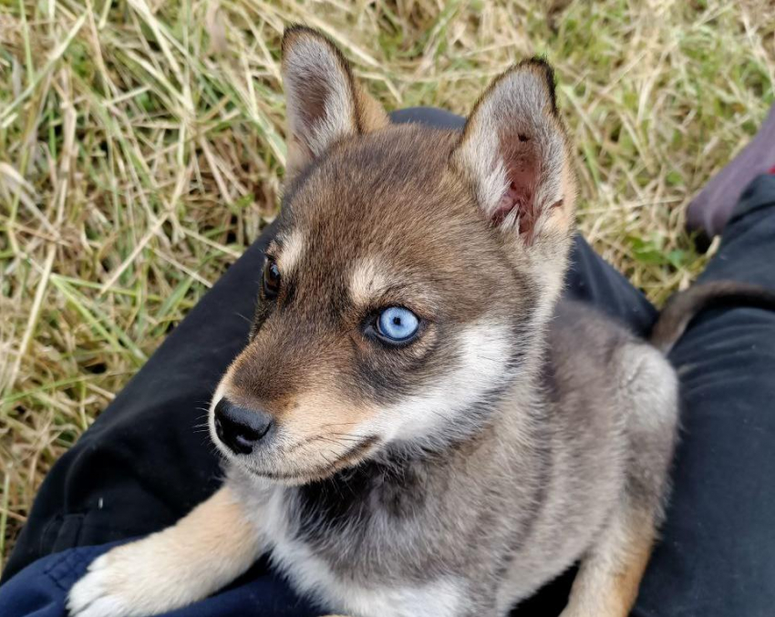 Волгодонские ветеринары предупреждают об осенних рисках для ваших питомцев