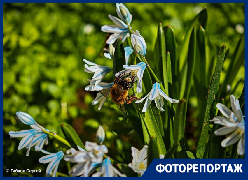 Совсем другие краски: весна в Волгодонске вступает в самую красивую фазу