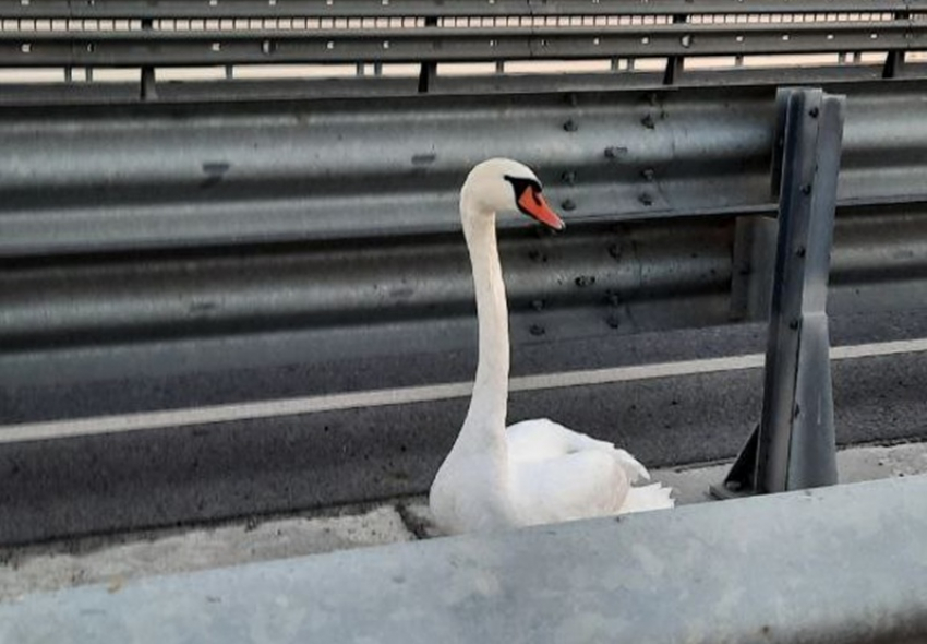 Застрявшего на середине моста лебедя выручили из беды спасатели в Волгодонске