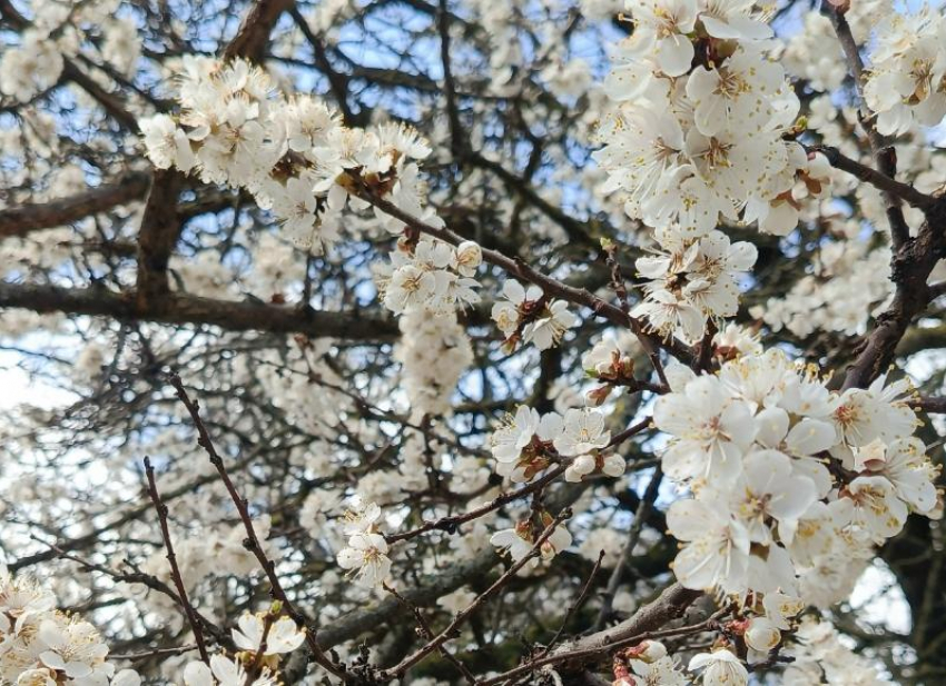 До -3: МЧС предупреждает о трёх холодных ночах в Волгодонске подряд