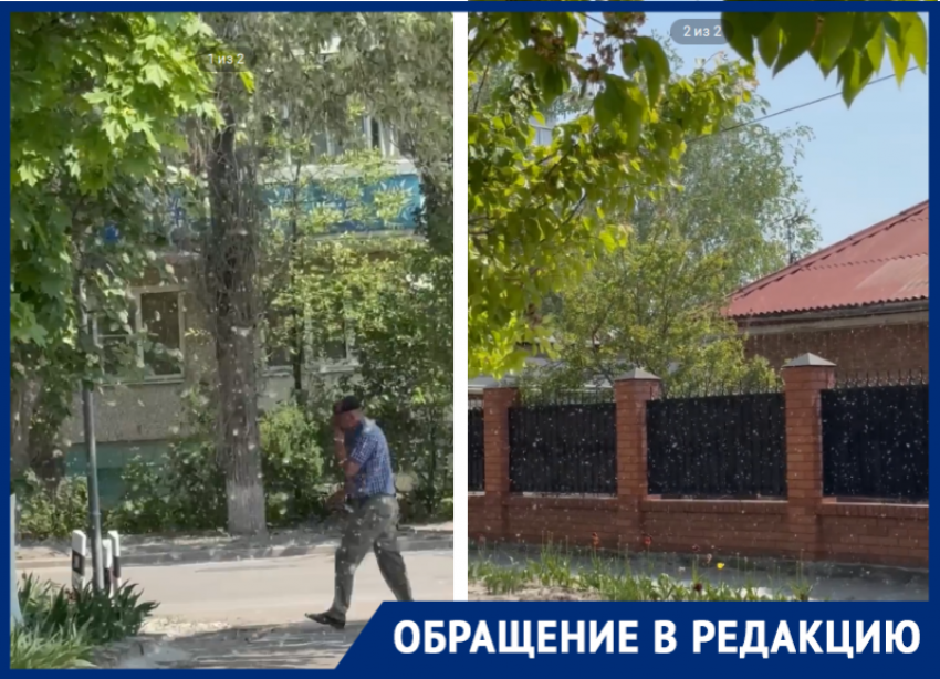 «Это уже крик души»: два гигантских тополя на улице Горького отравляют жизнь волгодонцам