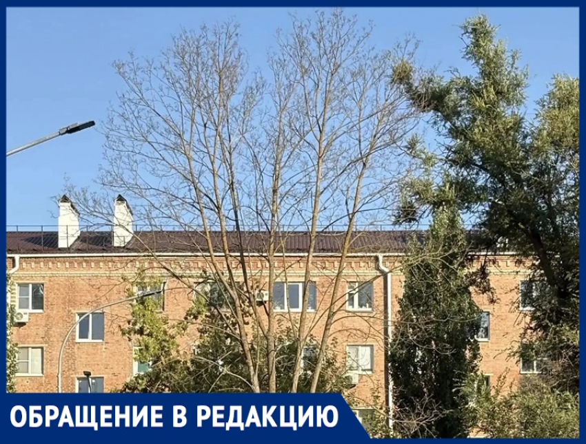 «Садик новый, а дерево старое»: родители детей из «Голубых дорожек» потребовали спила опасного дерева 