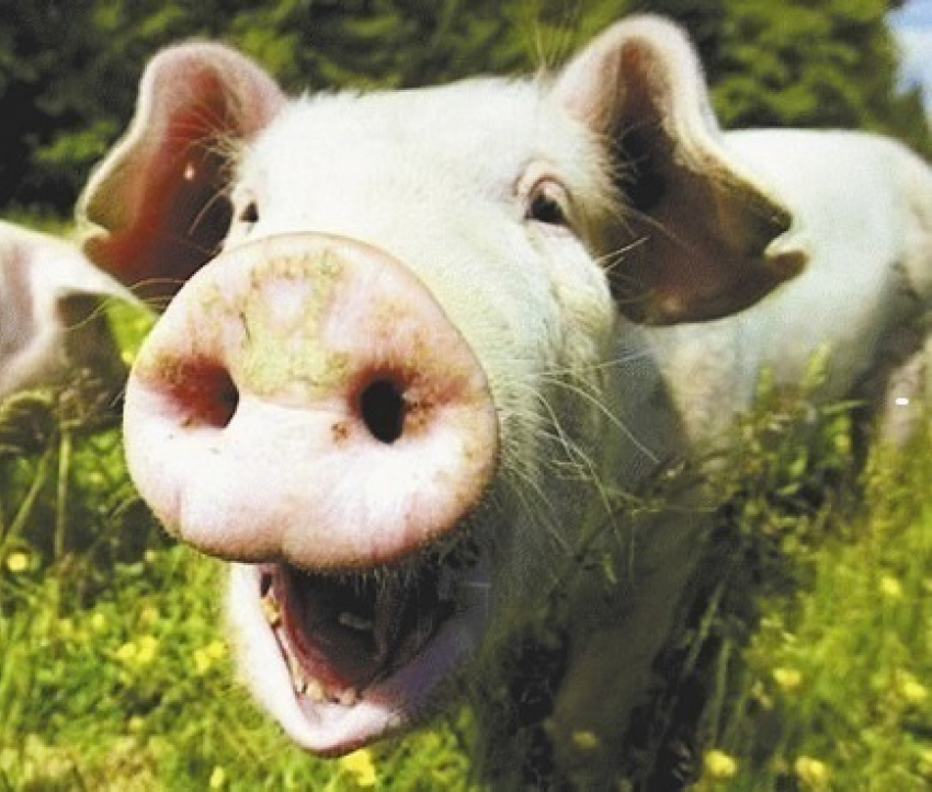 В Волгодонске подсчитали свиней