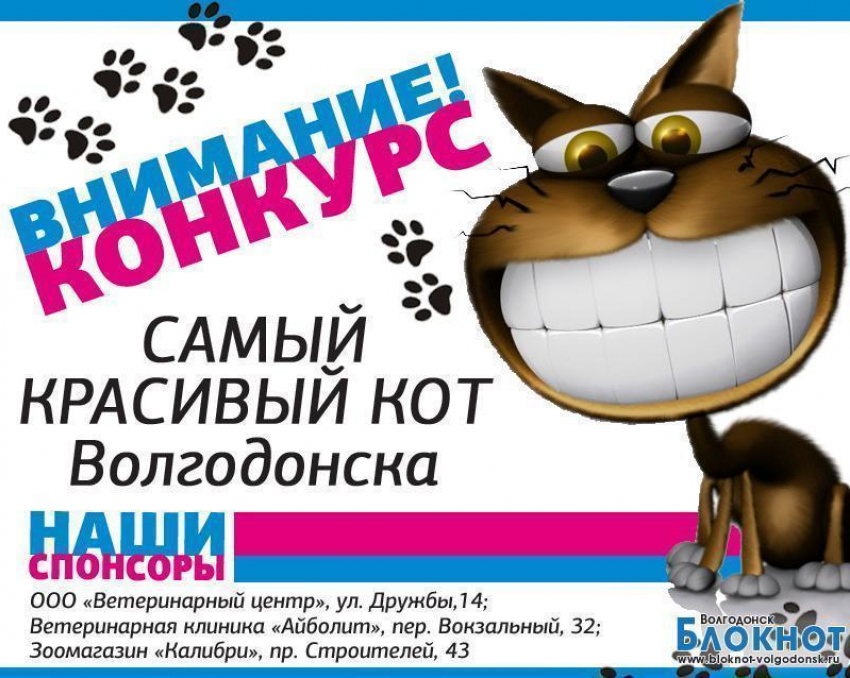 Завершен прием заявок на конкурс «Самый красивый кот Волгодонска»